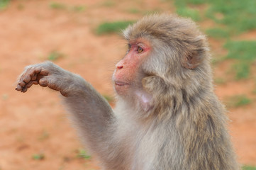 Unceremonious macaque peeps asks for food from a tourist. Insolent monkeys often take food or objects by force.