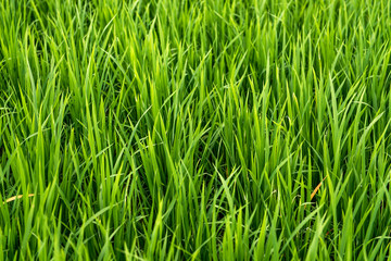 Rice on field. Green leaves.