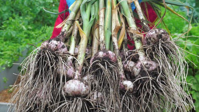 A female gardener is holding a bunch of freshly picked garlic plants. In the background are garden beds with green plants.