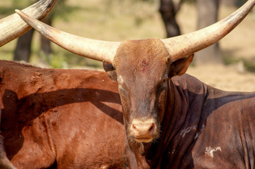 Bulls