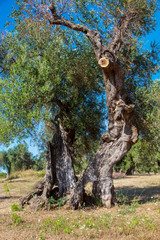 Olive trees in the Salento countryside with branches infected with xylella