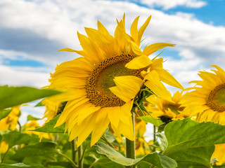 Sunflower against the background of the blue sky large to the plan.