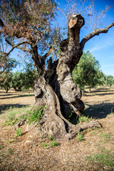 Fototapeta na wymiar Olive trees in the Salento countryside with branches infected with xylella