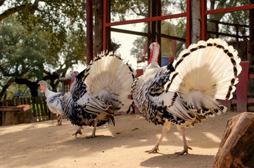 Animais da quinta