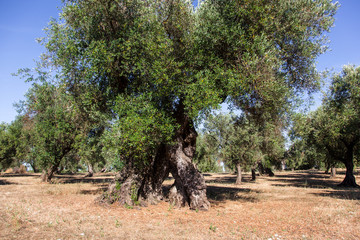 Olive trees in the Salento countryside with branches infected with xylella