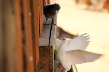 Aves