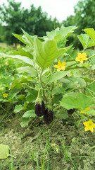 Indian eggplant