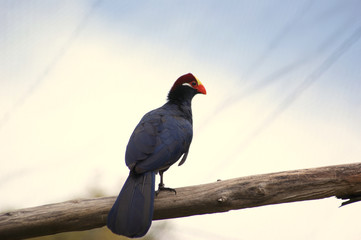 Aves