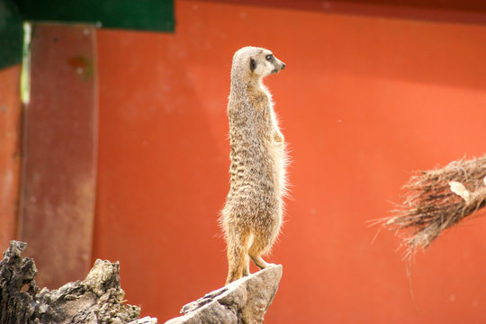 Suricata