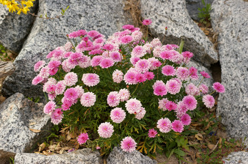 Flores em polinização