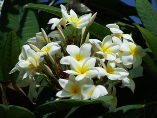 Fototapeta na wymiar fleurs de frangipanier - pluveria