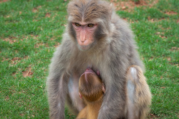Macaque monkey on a green lawn feeds its young with breast milk