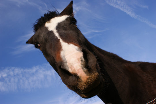 Cavalo fotogénico
