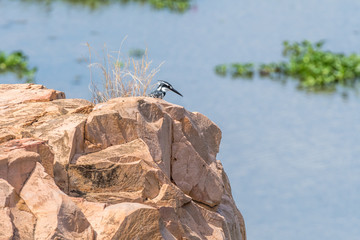 Pied kingfisher on a rock above the Letaba River