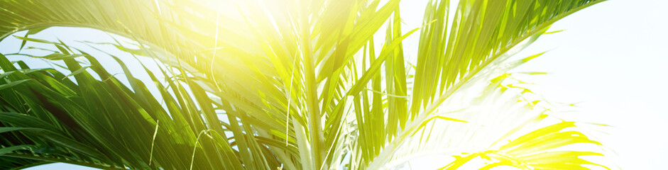 Palm trees jungle blue sky light effect Nature tropical