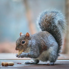 Grey squirrel eating nut