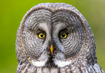 portrait of a Great Grey Owl