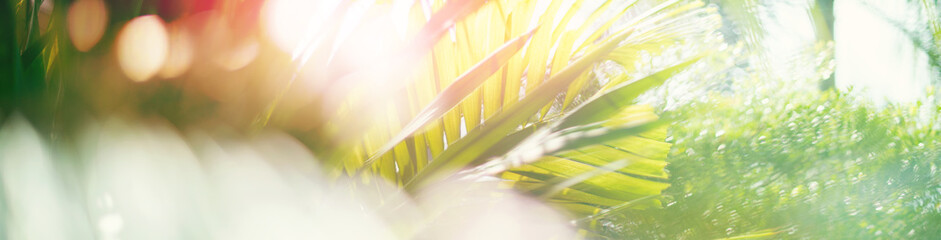 Palm green tropical leaf in nature jungle on blue sky