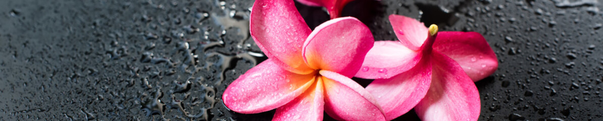 Group pink frangipani with drops on black wellness