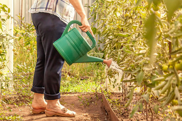 A woman walks through the greenhouse with a green watering can and waters the tomatoes, cucumbers and other plants. There are a lot of leaves around her © Марина Ватазина