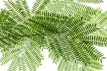 Leaves of small acacia on a white background.