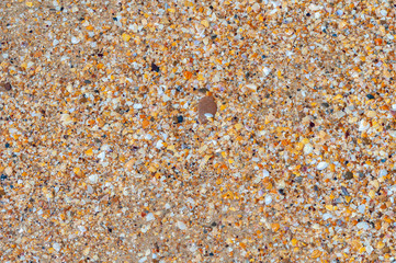 Background of ground sea shells and sand.