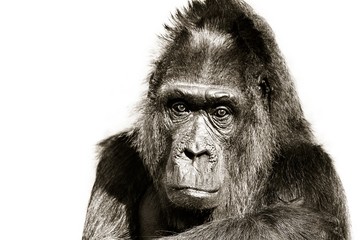Gorilla black and white portrait. Gorilla staring looking straight into the camera lens head...