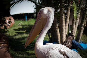 Pelican Head
