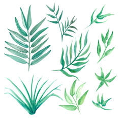 .watercolor illustration drawn by hand. Tropical leaves