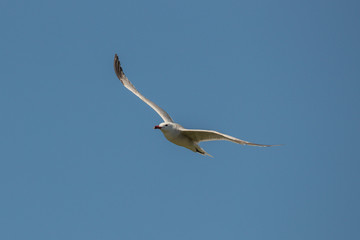 Audouin's Gull (Larus audouinii) Gaivota de Audouin