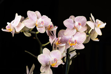 Phalaenopsis