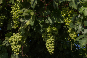 green grapes on a branch. harvesting