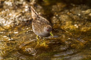 Australia, Australian Crake (Porzana fluminea), Melbourne