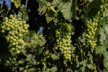 green grapes on a branch. harvesting