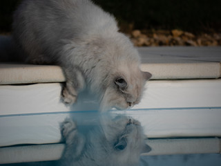 Chat blanc persan chinchilla nature