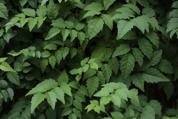 Leaves