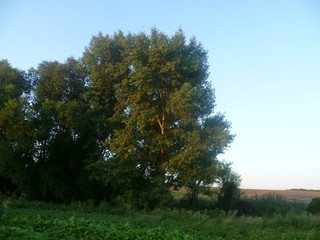 Obraz premium summer landscape. green valley and trees on blue sky background