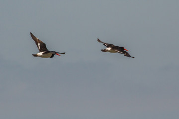 Australia, Eurasian Oystercatcher (Haematopus ostralegus), Pied Oystercatcher