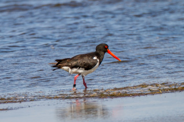 Australia, Eurasian Oystercatcher (Haematopus ostralegus), Melbourne, Pied Oystercatcher