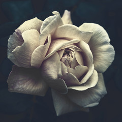 Biała róża na ciemnym tle z bliska