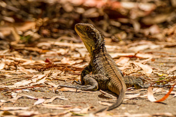 Australian Water Dragon (Intellagama lesueurii), Canberra, Lizard