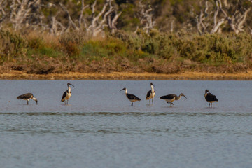 Australian White Ibis (Threskiornis molucca),  Caspian Tern (Sterna caspia) Garajau-grande