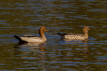 Australian Wood Duck (Chenonetta jubata)