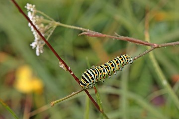 Halbwüchsige Raupe des Schwalbenschwanzes (Papilio machaon) auf Kleiner Bibernelle (Pimpinella saxifraga)