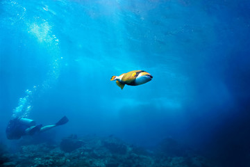 Underwaterphoto of titan triggerfish and a scuba diver at Phi Phi Islands in Thailand.