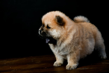 Obraz premium Chow Chow puppies on a wooden table in a black background