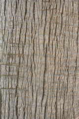 bark of a palm tree close up. background