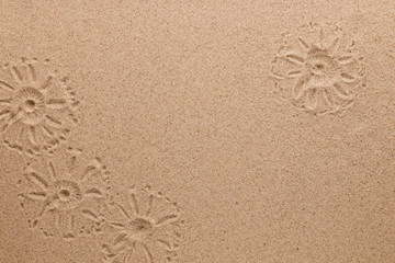 Fototapeta na wymiar Imprint of field flowers on the sand. With space for design, text place.