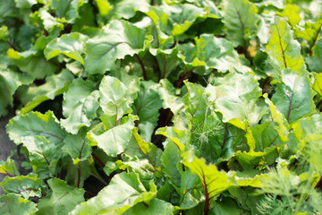 green beet tops on the agricultural field, sugar beets on the field. close-up.