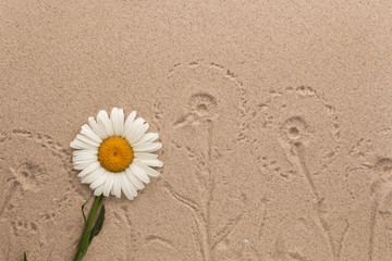 Imprint of field flowers on the sand. With space for design, text place.